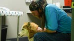 Image for episode "A First for Dr Jeff" from Nature programme "Dr Jeff: Rocky Mountain Vet"