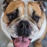 Image for the Documentary programme "The Supervet"