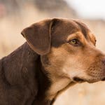 Image for the Film programme "A Dog's Way Home"