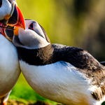 Image for the Documentary programme "A Wild Year"