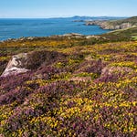 Image for the Documentary programme "A Wild Year"