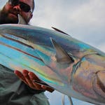 Image for the Documentary programme "Fish or Die"