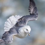 Image for the Nature programme "Springwatch"