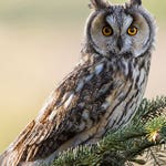 Image for the Nature programme "Springwatch"