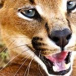 Image for Nature programme "Deadly 60"