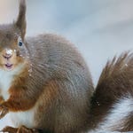 Image for the Nature programme "Winterwatch"