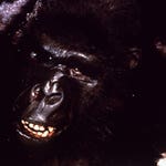 Image for the Film programme "King Kong Lives"