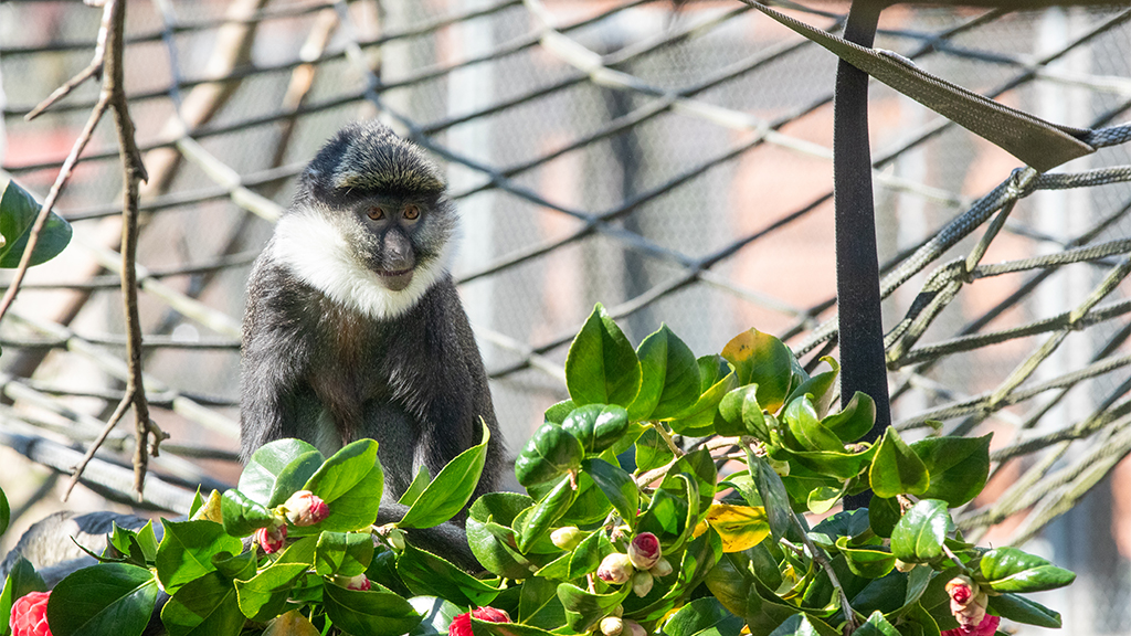 Monkey Life on Sky Nature - 12:00am