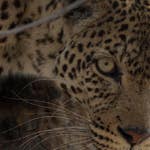 Image for the Nature programme "Savage Kingdom"