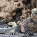 Image for the Nature programme "David Attenborough's Galapagos"