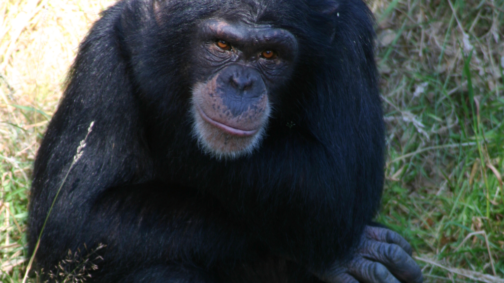 Monkey Life Season 3 Episode 11 on Sky Nature - TV Programme Poster