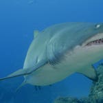 Image for the Nature programme "Africa's Claws and Jaws"