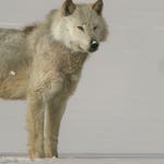 Image for Nature programme "Natural World"