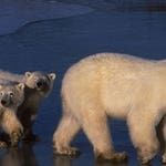 Image for the Nature programme "Planet Earth"