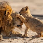 Image for the Nature programme "Parenthood"