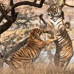 Image for the Nature programme "Legendary Tigers of India"