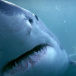 Image for episode "Oceans" from Nature programme "Deadly Australians"