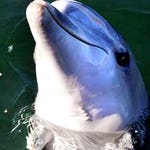 Image for episode "Australia 1" from Nature programme "Deadly 60"