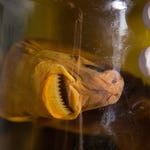 Image for the Documentary programme "Cannibal Sharks"