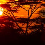 Image for the Documentary programme "Waterhole: Africa's Animal Oasis"