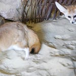 Image for the Nature programme "Animal Park"