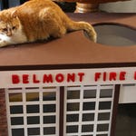 Image for the Nature programme "My Cat From Hell"