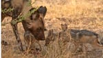 Image for the Nature programme "A Wild Dog's Tale"