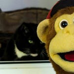 Image for episode "Animal Rescue" from Childrens programme "Milkshake Monkey"