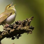 Image for the Nature programme "Springwatch"