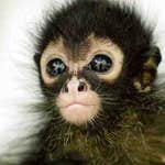 Image for Nature programme "Natural World"