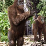 Image for episode "Aliens and Bigfoot" from Documentary programme "Ancient Aliens"