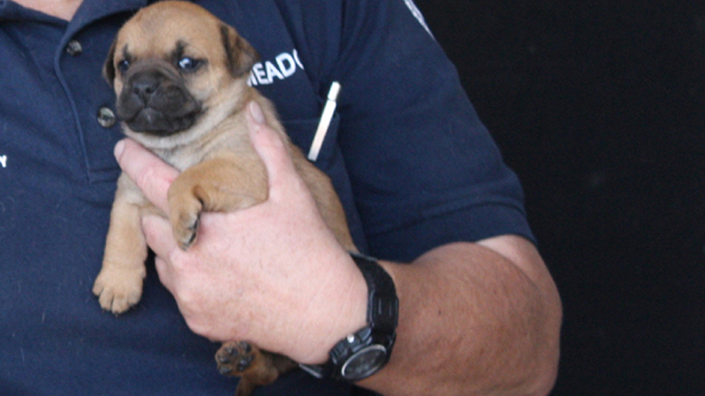 Animal Cops Phoenix Episode 3