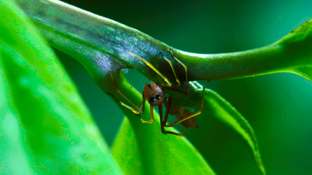 Island of the Monsoon Season 1 Episode 4 on Sky Nature - TV Programme Poster