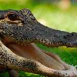Image for the Nature programme "Deadly Dozen"