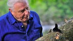 Image for the Nature programme "David Attenborough's Conquest of the Skies"