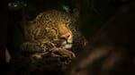 Image for the Nature programme "A Leopard's Legacy"