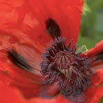 Image for the Gardening programme "A to Z of TV Gardening"