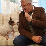 Image for the Entertainment programme "Dogs Behaving (Very) Badly"
