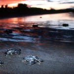 Image for the Nature programme "The Blue Planet"