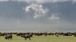 Image for the Documentary programme "Beautiful Serengeti"