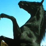 Image for the Film programme "Black Beauty"