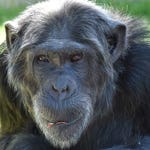 Image for the Nature programme "Monkey Life"