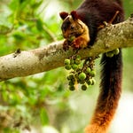 Image for the Nature programme "Natural World"