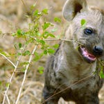Image for the Nature programme "Africa's Wild Year"