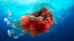 Image for the Nature programme "Blue Planet II"