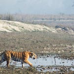 Image for the Nature programme "Tiger Island"