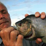 Image for the Nature programme "River Monsters"