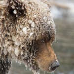 Image for episode "Autumn" from Nature programme "A Year on Planet Earth"