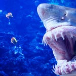 Image for the Documentary programme "Shark Attack"