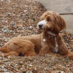 Image for the Documentary programme "The Supervet"